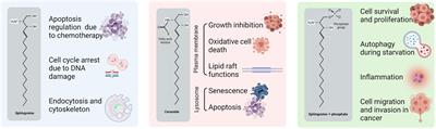 The Role of Sphingolipids Metabolism in Cancer Drug Resistance